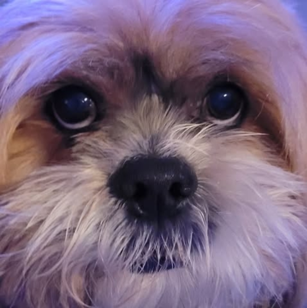 Meet your Posher, Judy